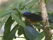 Niltava sundara