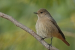 Black Redstart female