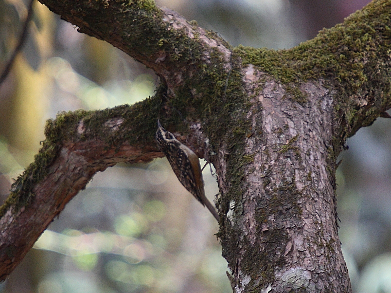 Rusty-flanked Treecreeper