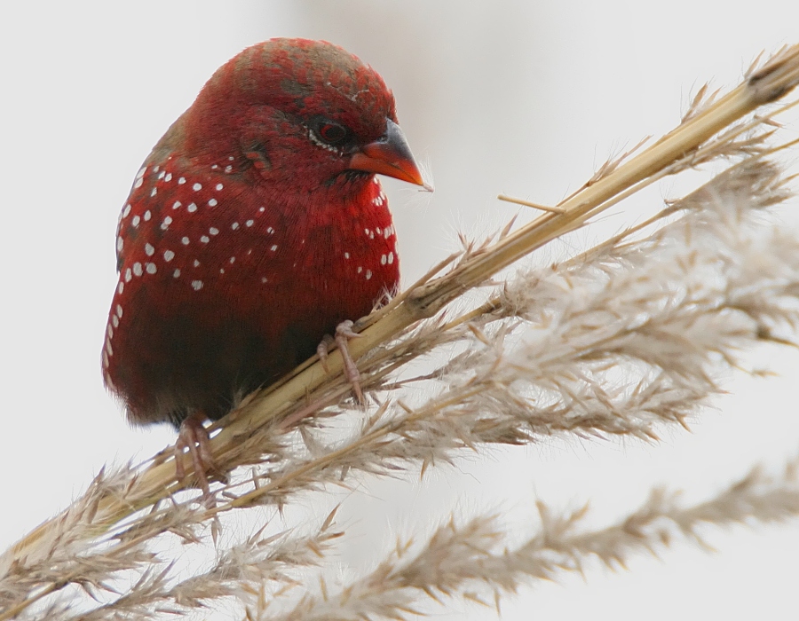Red Avadavat - male