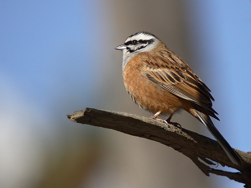 Rock Bunting