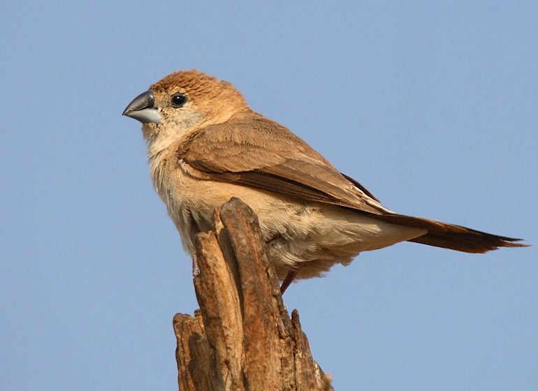 Indian Silverbill