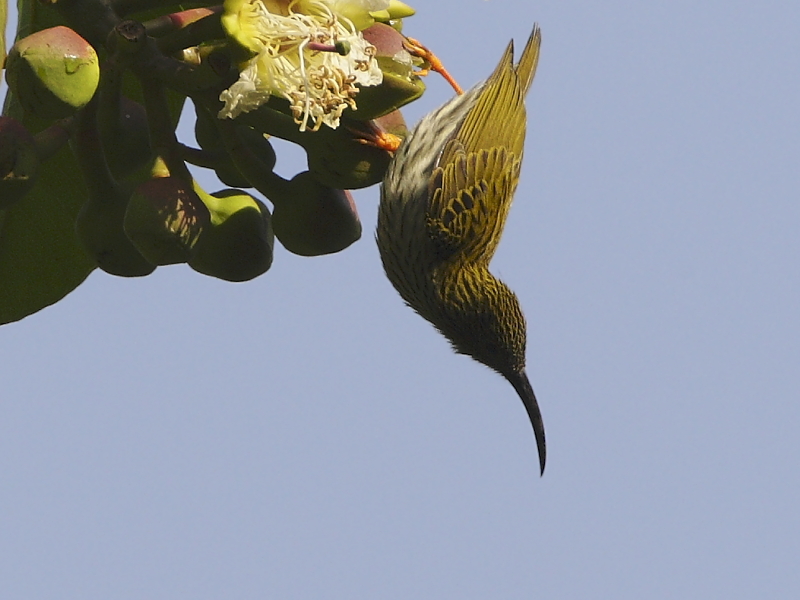 Streaked Spiderhunter