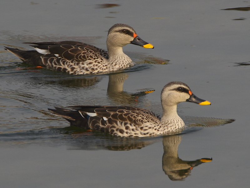 Spot-billed Duck