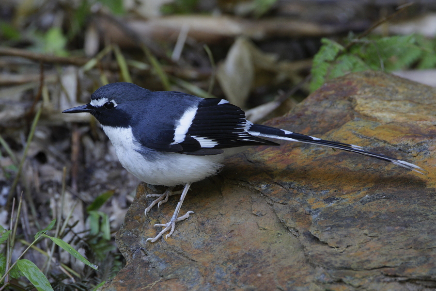 Slaty-backed Forktail