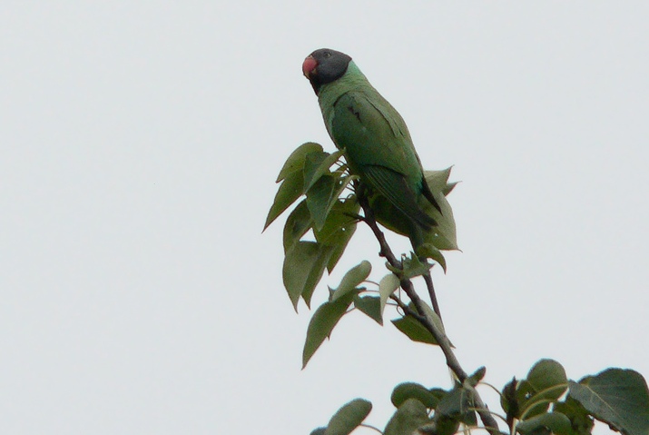 Slaty headed Parakeet