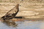 Aquila nipalensis