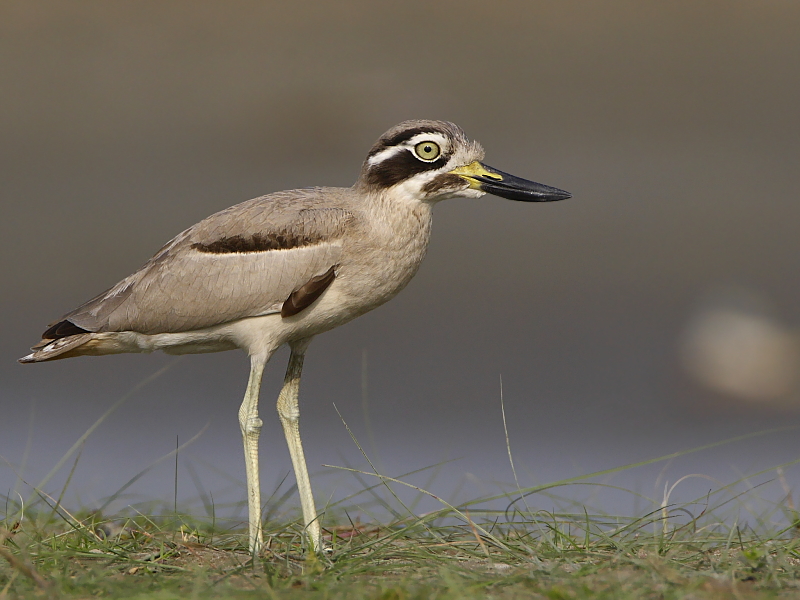 Great Thick-knee