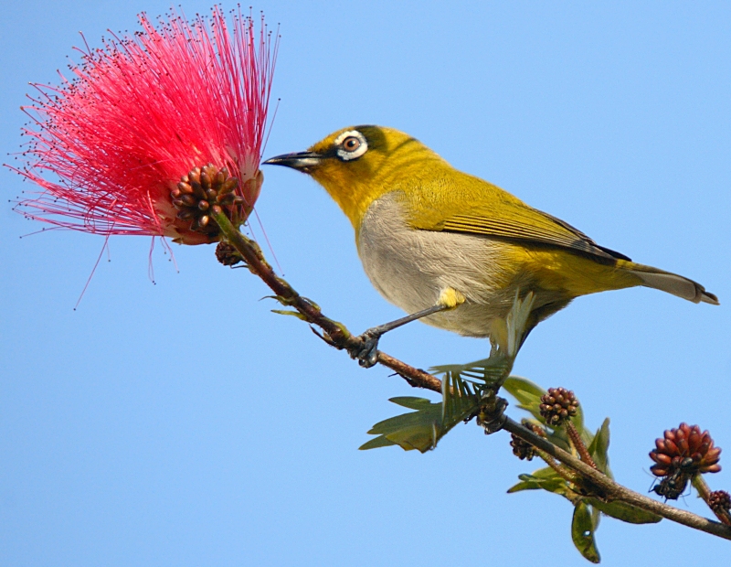 Oriental White-eye