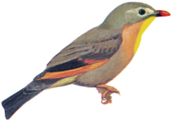 Red-billed Leiothrix