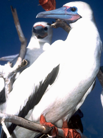 Red-footed Booby