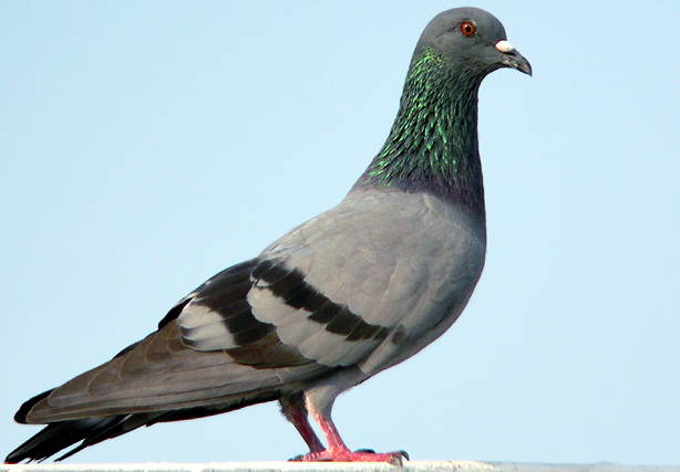 Blue Rock Pigeon