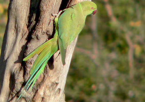 Rose-ringed Parakeet