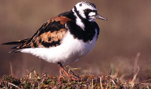 Ruddy Turnstone