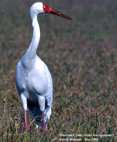 Siberian Crane