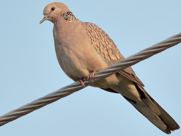 Spotted Dove