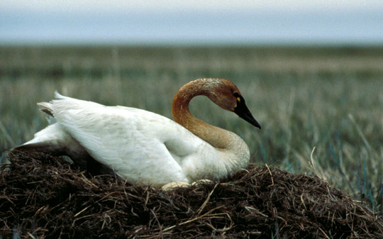 Tundra Swan