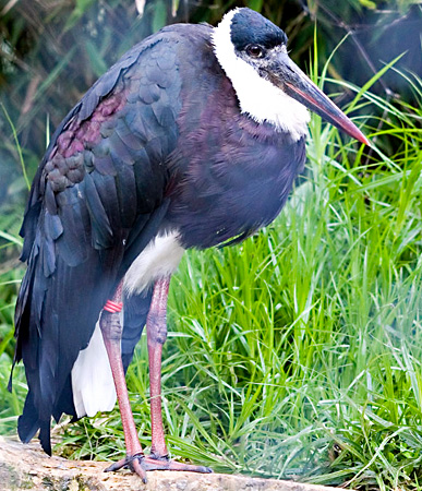 Woolly-necked Stork