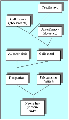 classification diagram