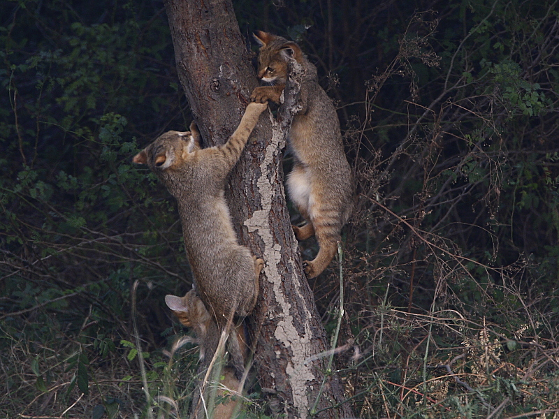 http://www.birding.in/images/animals/jungle_cat.jpg