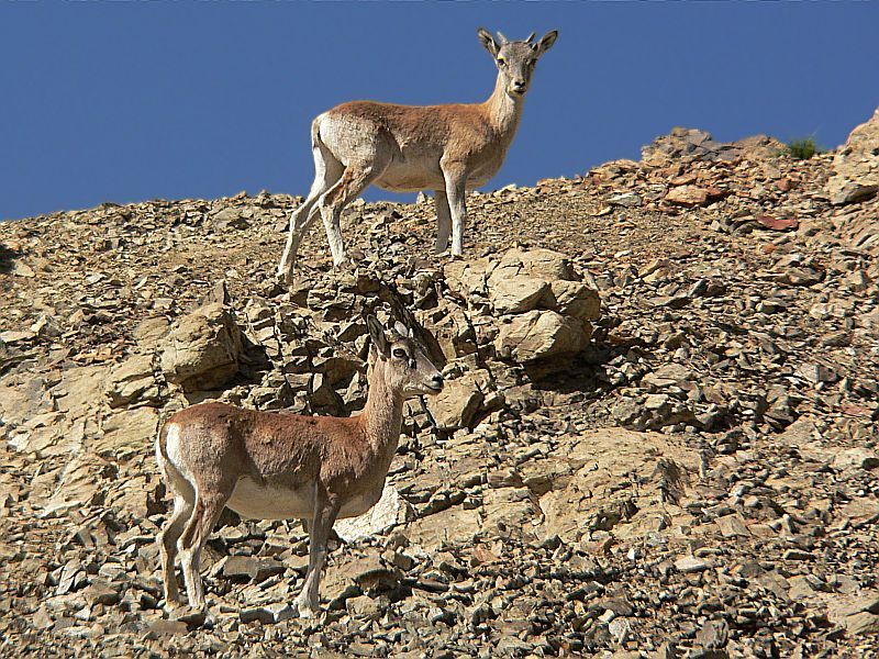 Ladakh Urial