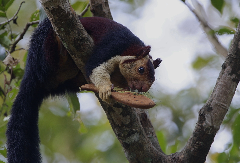 Malabar Giant Squirrel