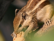 Common Squirrel