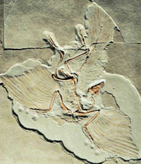 Fossil of Archaeopteryx