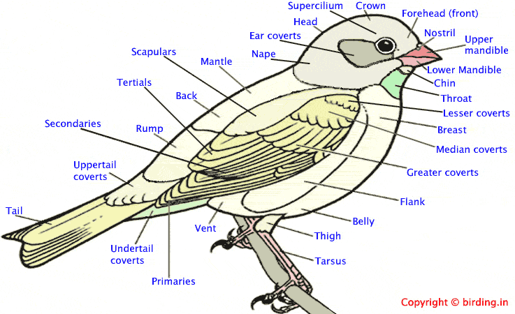 Bird diagram
