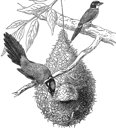 Psarisomus dalhousiae