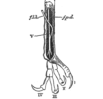 foot of Cymborhynchus macrorhynchus