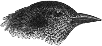 head of M. phaeoceps