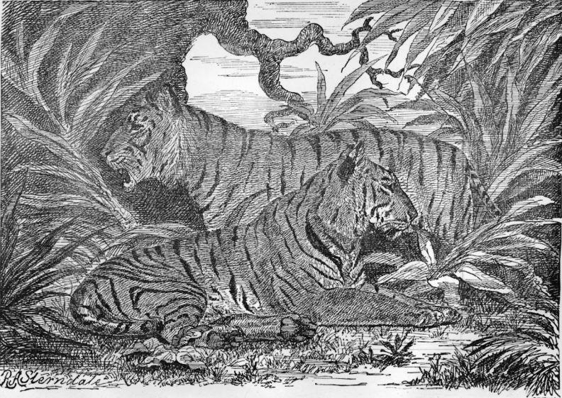 Tiger (Felis tigris)