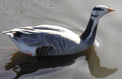 Bar-headed Goose