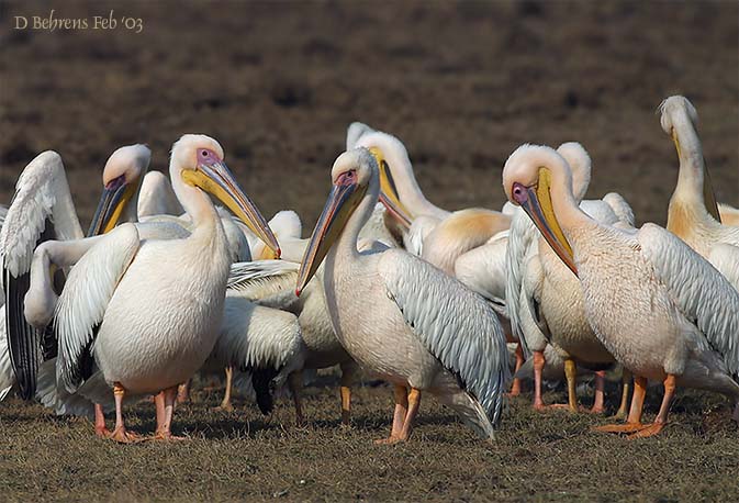 Great White Pelican