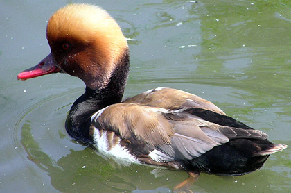 Red-crested Pochard 