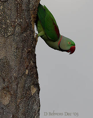 Alexandrine Parakeet