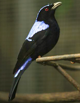 Asian Fairy Bluebird