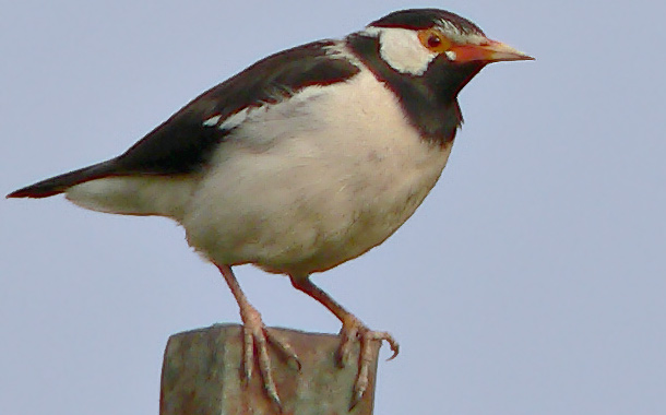 Asian Pied Myna