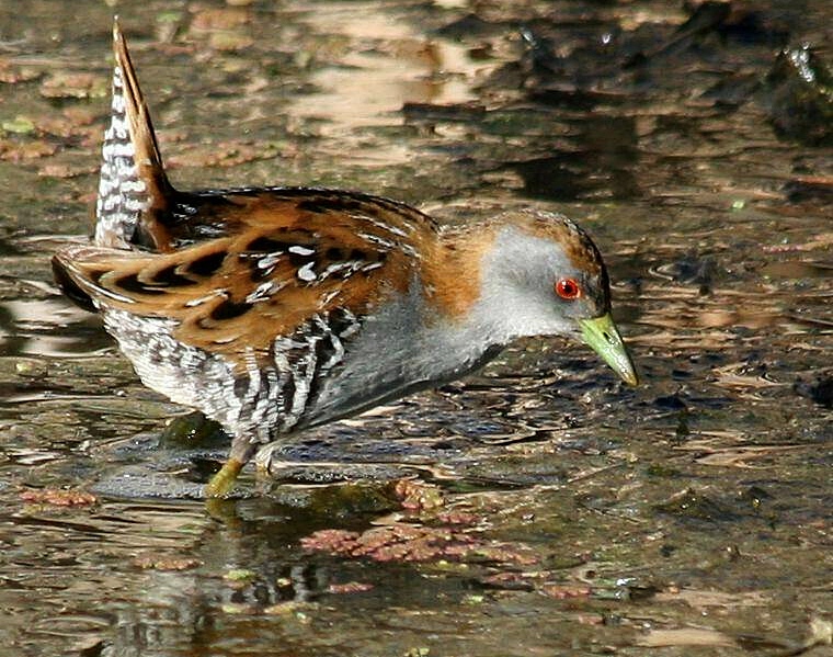 Baillon's Crake