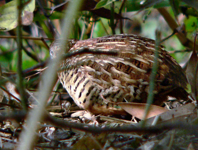 Barred Buttonquail