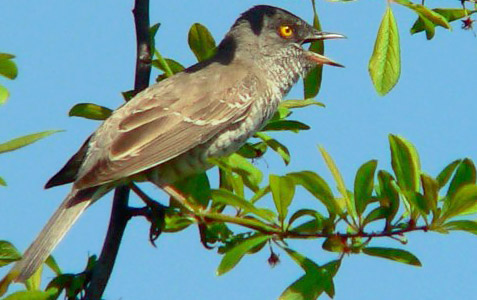 Barred Warbler