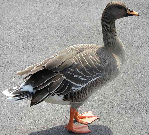 Bean Goose