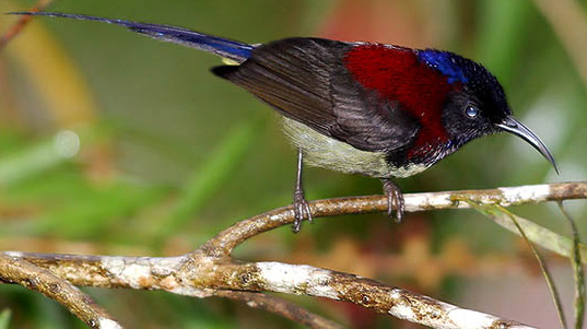 Black-throated Sunbird