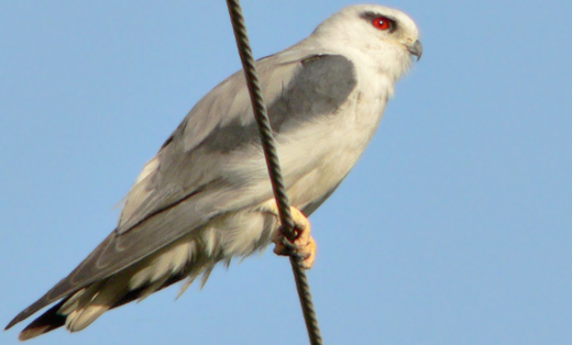 Black-shouldered Kite