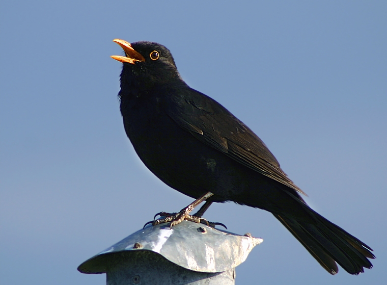 Eurasian Blackbird