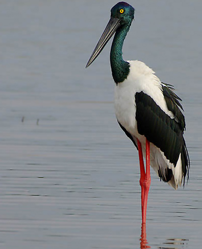 Black-necked Stork