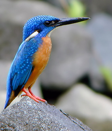 Blue-eared Kingfisher