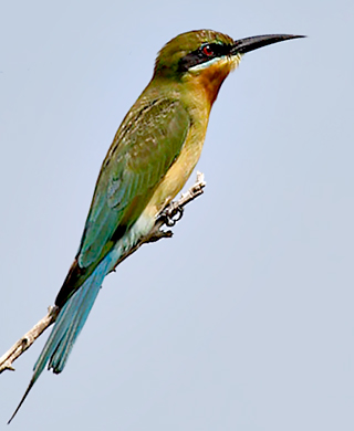 Blue-tailed Bee Eater