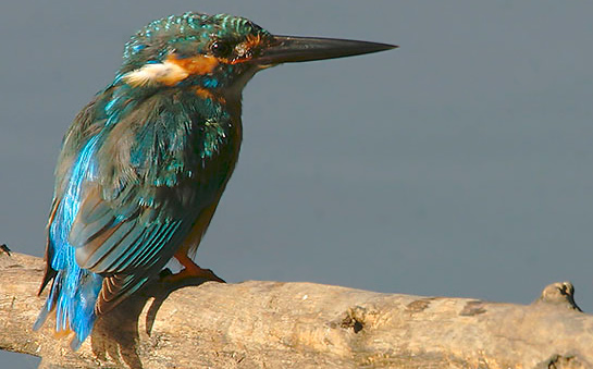 Blyth's Kingfisher